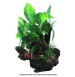 Plant On Rock